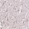 Small Integral Membrane Protein 12 antibody, HPA065331, Atlas Antibodies, Immunohistochemistry frozen image 