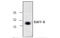 TNF Receptor Superfamily Member 13C antibody, MBS838926, MyBioSource, Western Blot image 