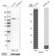 Non-SMC Condensin I Complex Subunit H antibody, HPA003008, Atlas Antibodies, Western Blot image 