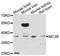 Melanocortin 3 Receptor antibody, LS-C747029, Lifespan Biosciences, Western Blot image 