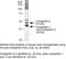 SH3 Domain Containing GRB2 Like 1, Endophilin A2 antibody, 36-3400, Invitrogen Antibodies, Western Blot image 