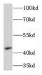 Potassium Voltage-Gated Channel Subfamily J Member 13 antibody, FNab04589, FineTest, Western Blot image 