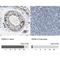 Poly(A)-Specific Ribonuclease antibody, NBP1-84303, Novus Biologicals, Immunohistochemistry paraffin image 