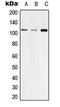 Tight Junction Protein 3 antibody, GTX55220, GeneTex, Western Blot image 