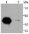 Cyclin A2 antibody, A00700-2, Boster Biological Technology, Western Blot image 