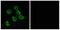 Olfactory Receptor Family 52 Subfamily B Member 2 antibody, A30883, Boster Biological Technology, Immunohistochemistry paraffin image 