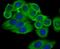 Argininosuccinate Synthase 1 antibody, NBP2-76941, Novus Biologicals, Immunofluorescence image 