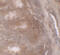 TSC22 Domain Family Member 3 antibody, 7221, ProSci, Immunohistochemistry frozen image 