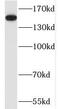 Scaffold Attachment Factor B antibody, FNab07578, FineTest, Western Blot image 