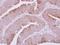 Glutaminyl-TRNA Synthetase antibody, NBP2-20028, Novus Biologicals, Immunohistochemistry paraffin image 