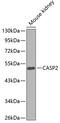 Caspase 2 antibody, 13-287, ProSci, Western Blot image 
