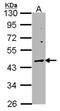 Wnt Family Member 10A antibody, NBP1-33039, Novus Biologicals, Western Blot image 