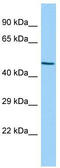 Protein Zfp566 antibody, TA344475, Origene, Western Blot image 