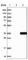 HDGF Like 3 antibody, HPA040719, Atlas Antibodies, Western Blot image 