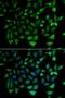 Solute Carrier Family 25 Member 20 antibody, LS-C334966, Lifespan Biosciences, Immunofluorescence image 