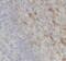 Interferon Lambda 2 antibody, FNab04262, FineTest, Immunohistochemistry frozen image 