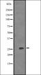 Synaptonemal Complex Protein 3 antibody, orb335389, Biorbyt, Western Blot image 