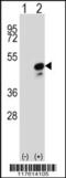 COP9 Signalosome Subunit 3 antibody, 63-250, ProSci, Western Blot image 