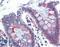 BetaKlotho antibody, LS-B3568, Lifespan Biosciences, Immunohistochemistry frozen image 