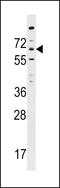 ITPRIP Like 1 antibody, LS-C165340, Lifespan Biosciences, Western Blot image 