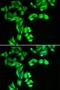 Striatin 3 antibody, LS-C335701, Lifespan Biosciences, Immunofluorescence image 