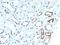 Paired Box 8 antibody, M00943, Boster Biological Technology, Immunohistochemistry paraffin image 