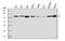 Hepatocyte Growth Factor-Regulated Tyrosine Kinase Substrate antibody, M01174-1, Boster Biological Technology, Western Blot image 