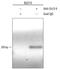 POU Class 5 Homeobox 1 antibody, AF1759, R&D Systems, Chromatin Immunoprecipitation image 