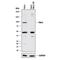 Nibrin antibody, MAB1573, R&D Systems, Western Blot image 