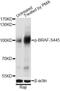 B-Raf Proto-Oncogene, Serine/Threonine Kinase antibody, MBS125740, MyBioSource, Western Blot image 