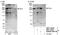 Dicer 1, Ribonuclease III antibody, NBP1-06521, Novus Biologicals, Western Blot image 
