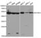 RuvB Like AAA ATPase 2 antibody, abx001559, Abbexa, Western Blot image 