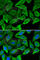 Interferon Alpha 13 antibody, A0285, ABclonal Technology, Immunofluorescence image 