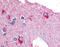Glycogen Phosphorylase B antibody, TA341155, Origene, Immunohistochemistry frozen image 