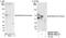 MARVEL domain-containing protein 2 antibody, NB100-74633, Novus Biologicals, Western Blot image 