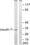 Claudin 7 antibody, abx012971, Abbexa, Western Blot image 