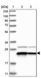 Unconventional SNARE In The ER 1 antibody, PA5-55440, Invitrogen Antibodies, Western Blot image 