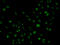 Phospholipase C Gamma 2 antibody, LS-C331963, Lifespan Biosciences, Immunofluorescence image 