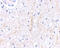 Plexin Domain Containing 2 antibody, 4419, ProSci, Immunohistochemistry paraffin image 