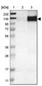 Protocadherin Gamma Subfamily A, 1 antibody, HPA008755, Atlas Antibodies, Western Blot image 