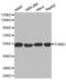 Tubulin Beta 3 Class III antibody, abx002044, Abbexa, Western Blot image 