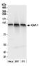 Tripartite Motif Containing 28 antibody, NB500-159, Novus Biologicals, Western Blot image 