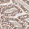 Striatin-3 antibody, NBP1-80763, Novus Biologicals, Immunohistochemistry paraffin image 