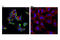 S100 Calcium Binding Protein A12 antibody, 14959T, Cell Signaling Technology, Immunofluorescence image 
