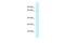 TRNA Methyltransferase 5 antibody, A11359, Boster Biological Technology, Western Blot image 