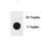 TSC Complex Subunit 1 antibody, LS-C157955, Lifespan Biosciences, Dot Blot image 