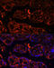 Leucine Rich Repeat Containing G Protein-Coupled Receptor 4 antibody, 14-566, ProSci, Immunofluorescence image 