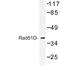 RAD51 Paralog D antibody, LS-C177138, Lifespan Biosciences, Western Blot image 