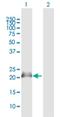 Nucleophosmin/Nucleoplasmin 3 antibody, H00010360-B01P, Novus Biologicals, Western Blot image 