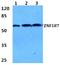 Zinc Finger And SCAN Domain Containing 26 antibody, A14317-1, Boster Biological Technology, Western Blot image 